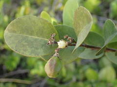 Chrysobalanus icaco image