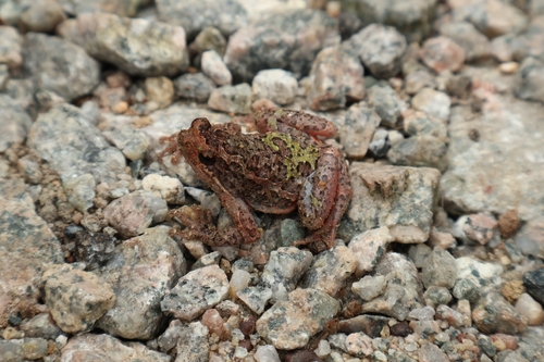 Beautiful Frog, Phrynella pulchra