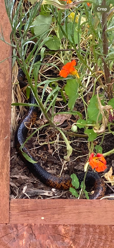 Western Brown Snake sighting