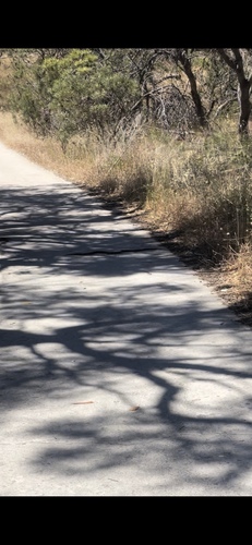 Mainland Dugite sighting