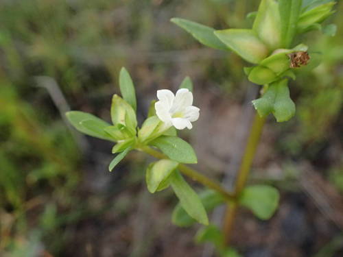 Bacopa image