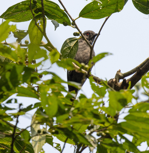 Dusky Tit (Melaniparus funereus), photo 4