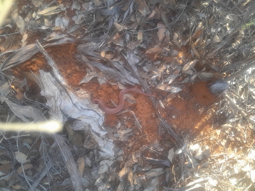 Shovel-nosed Snakes sighting