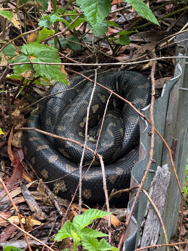 Coastal Carpet Python sighting