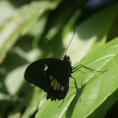 Parides erithalion polyzelus