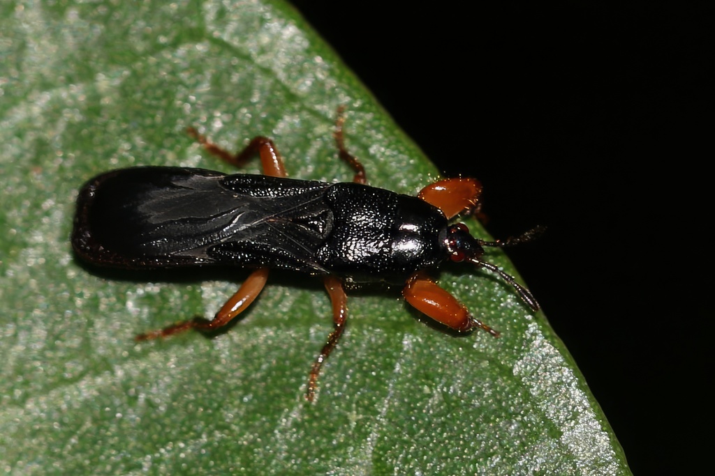 Spalacocoris