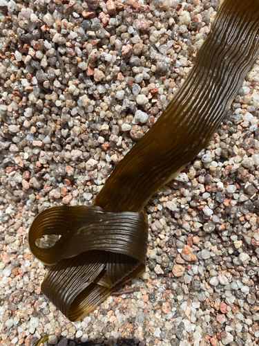 Lessonia corrugata, 2025-11-13
