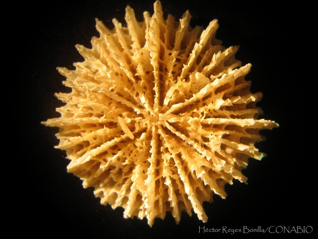 Fungiacyathidae
