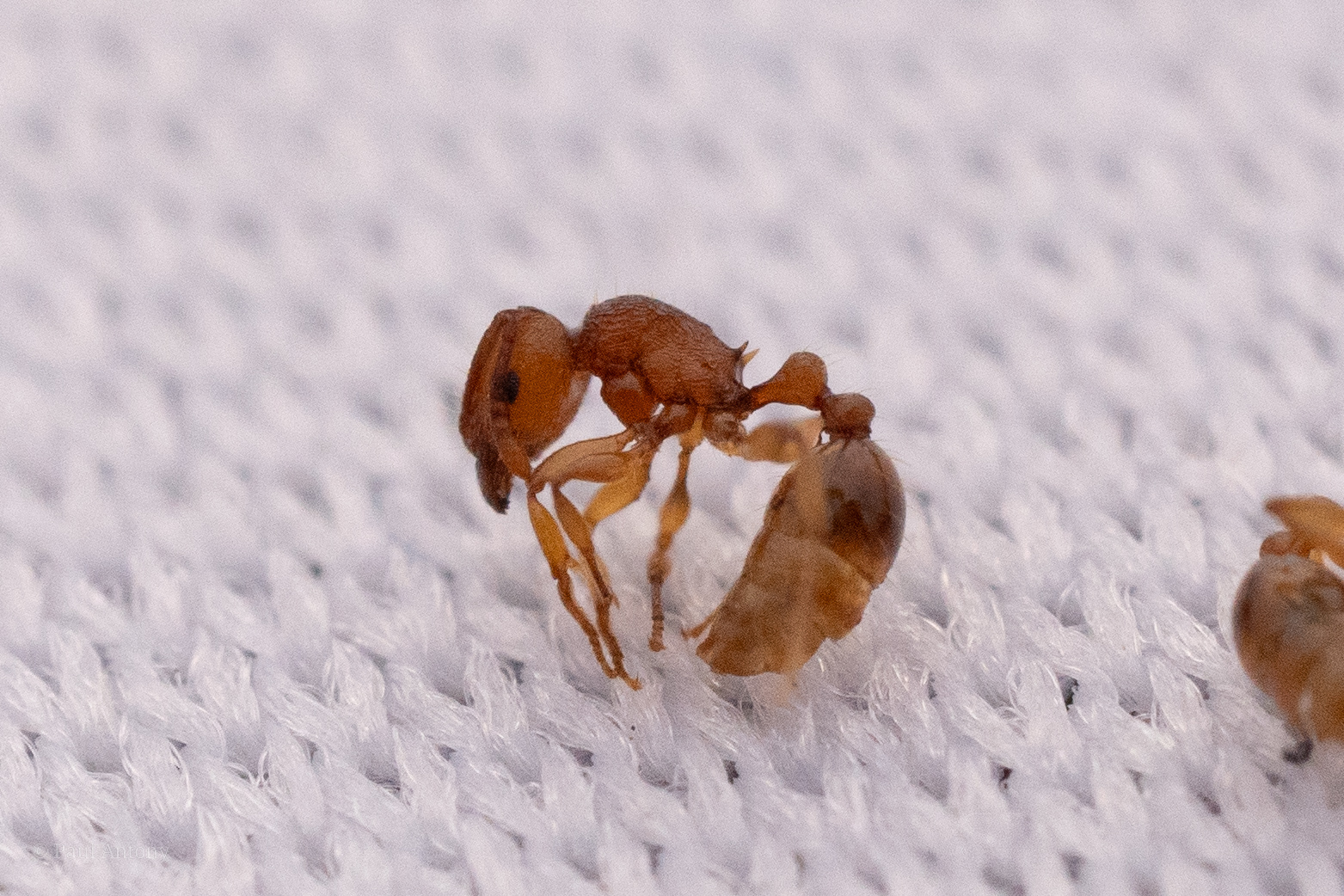 Tetramorium laparum