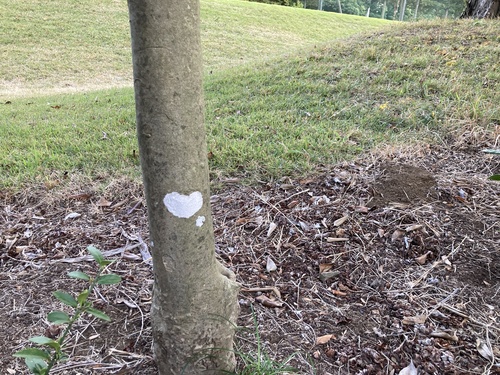 Cryptothecia striata