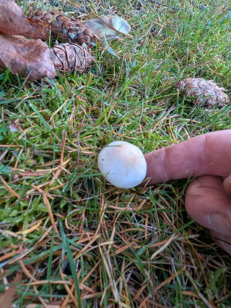 Inocybe sp. 'whitei-PNW07' · November 2025 · photo: © michaelshan (iNaturalist, cc-by-nc)