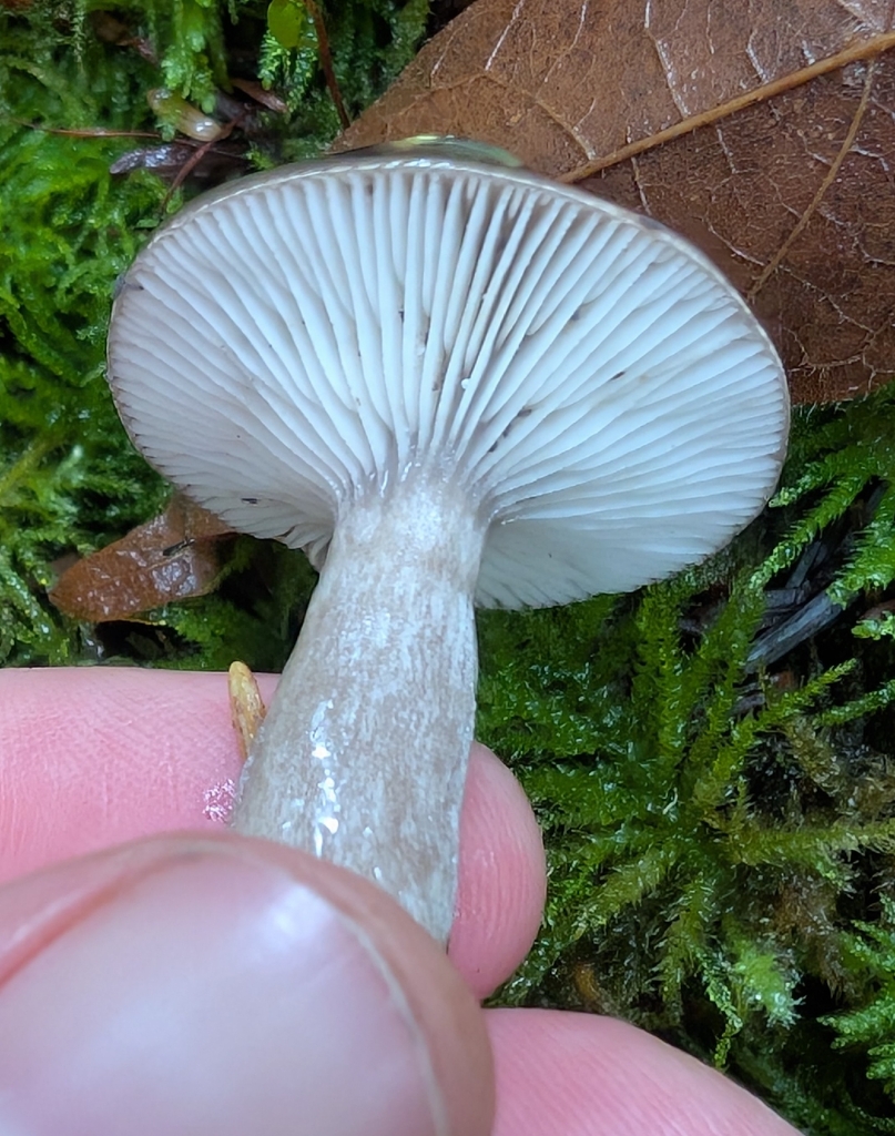 Lactarius pseudomucidus