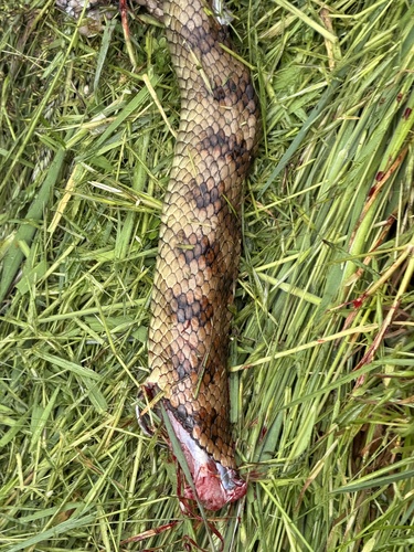 Australian Elapids (inc. Sea Snakes) sighting