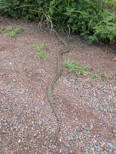 Coastal Carpet Python sighting