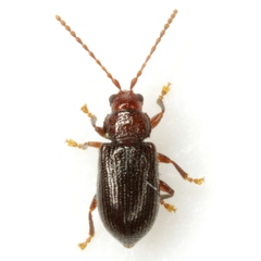 Aulacothorax copalina