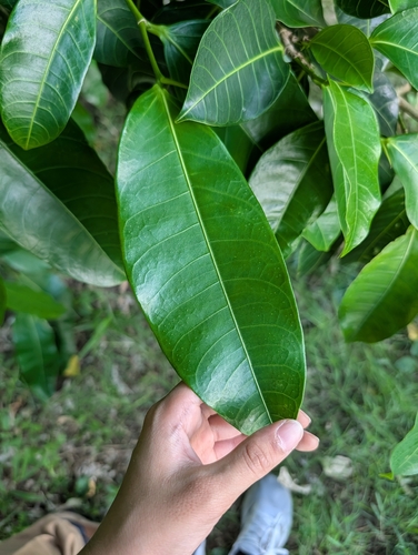 Ficus virgata iNat (1)