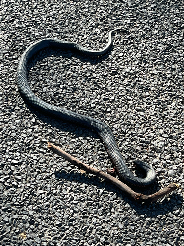 Red-bellied Black Snake sighting