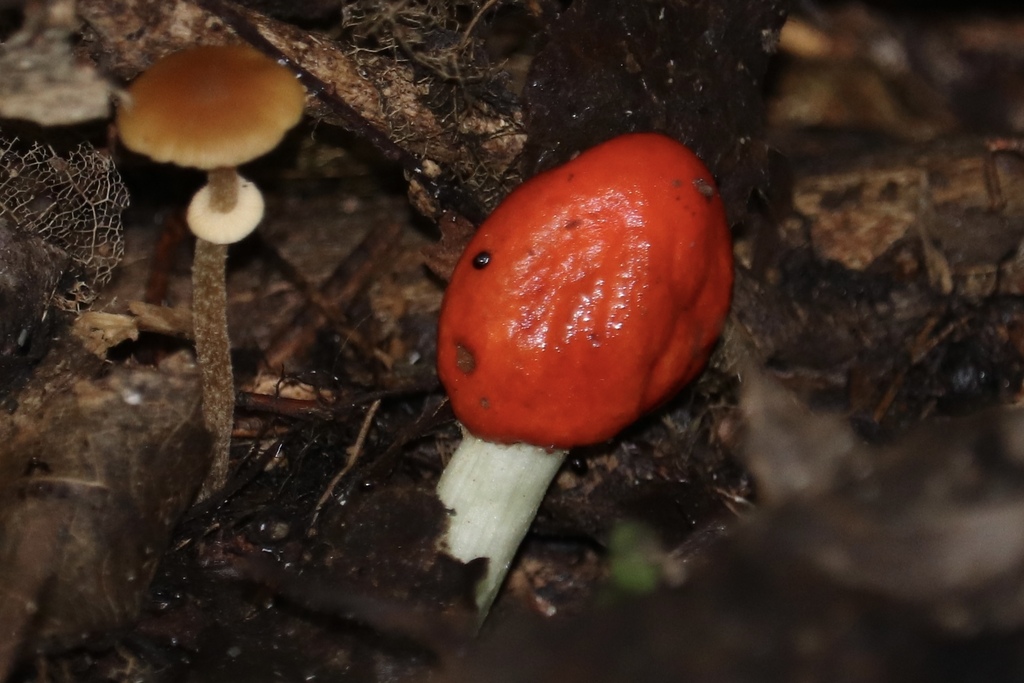 Leratiomyces erythrocephalus · March 2025 · photo: © sam-rajnikant (iNaturalist, cc-by)