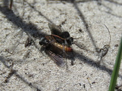 Arenomydas callosus