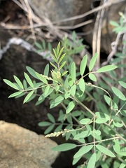 Indigofera galpinii