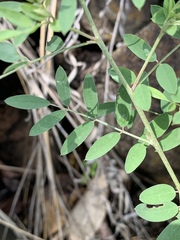 Indigofera galpinii