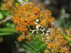 Teloschistes puber