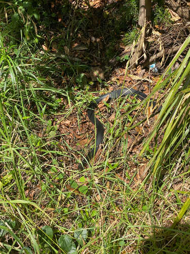 Red-bellied Black Snake sighting