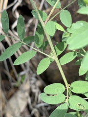Indigofera galpinii