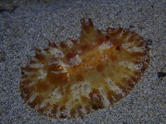 ムラクモウミウシ