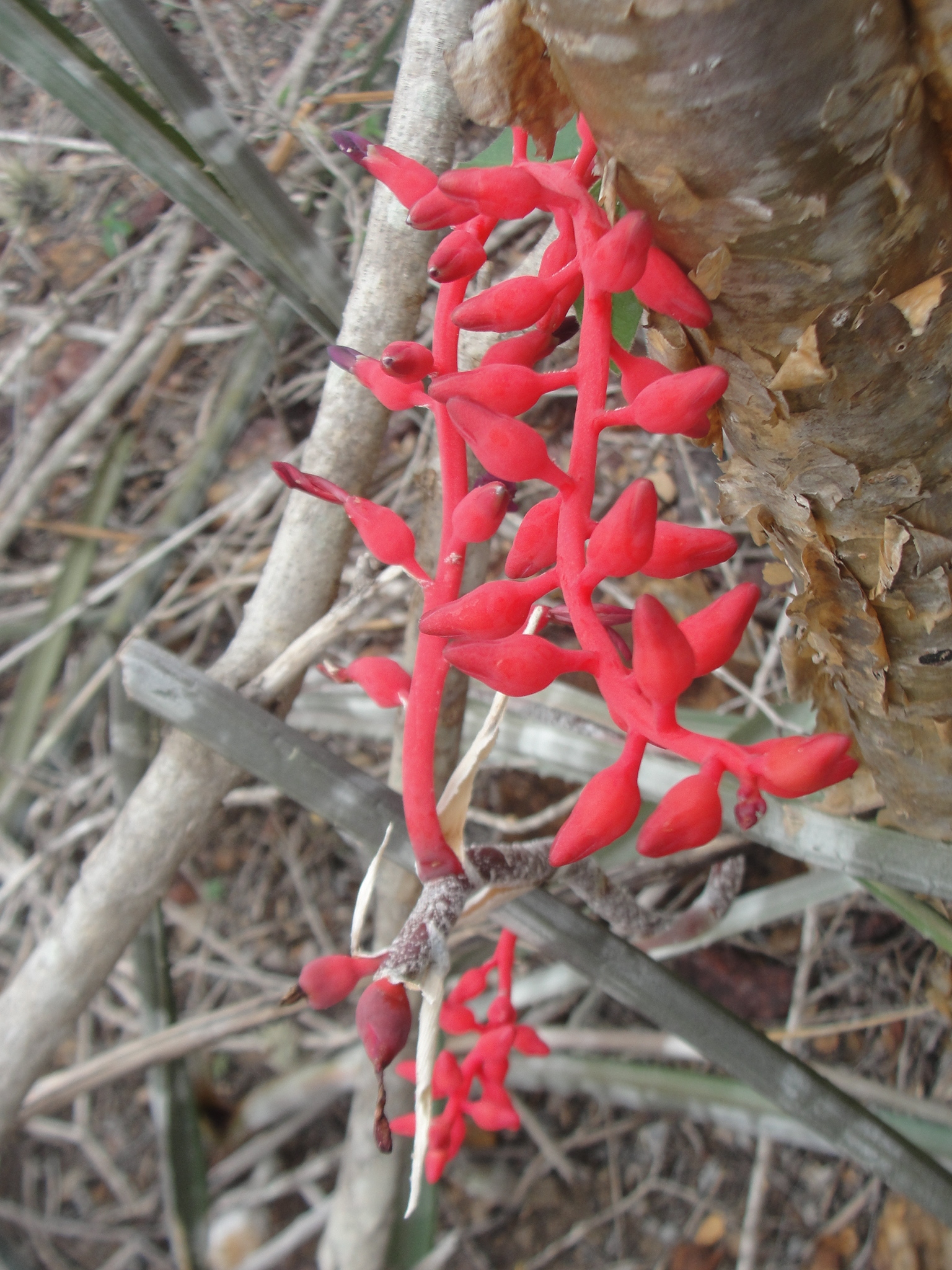 Neoglaziovia variegata