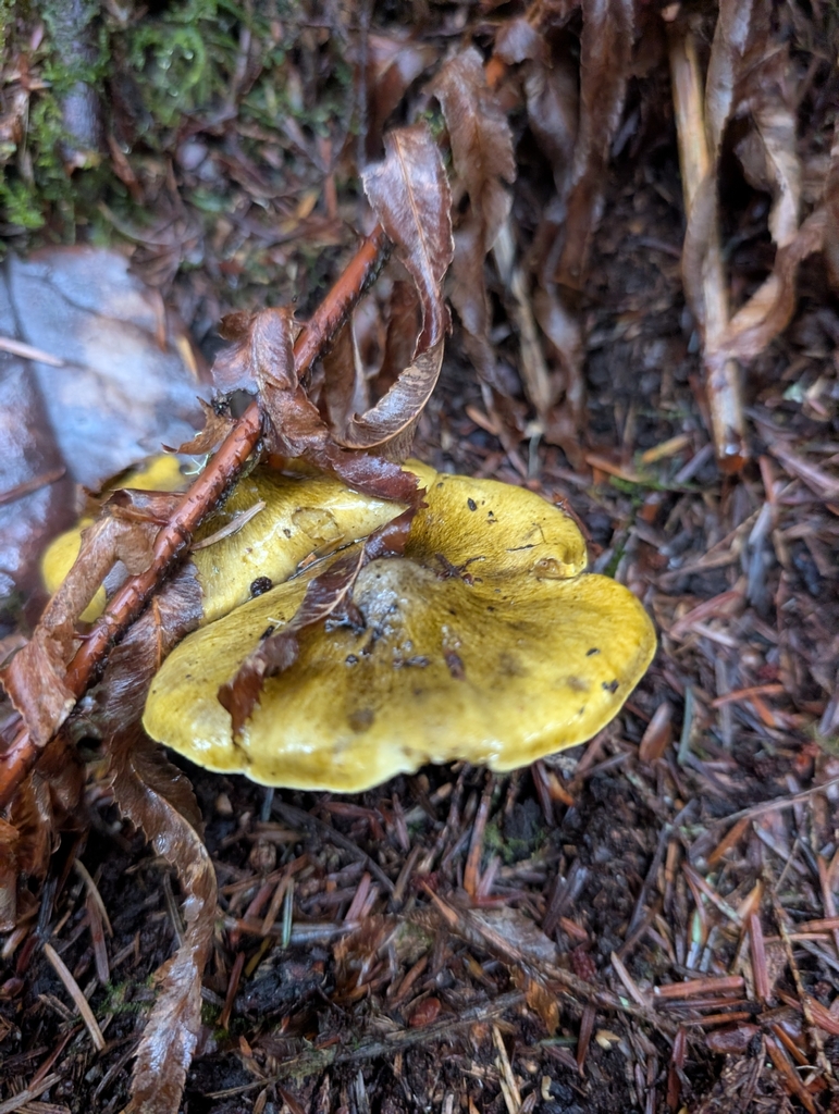 Tricholoma atrofibrillosum · November 2025 · photo: © simonele (iNaturalist, cc-by)