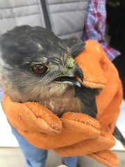 Accipiter cooperii