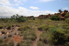 Searsia magalismontana magalismontana