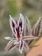 Pelargonium pilosellifolium
