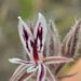 Pelargonium pilosellifolium - Photo (c) kevin koen, algunos derechos reservados (CC BY-SA), subido por kevin koen
