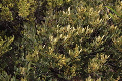 Searsia magalismontana magalismontana