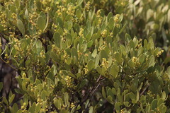 Searsia magalismontana magalismontana