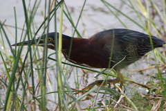Butorides virescens image