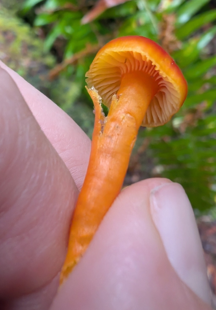 Hygrocybe constans · November 2025 · photo: © simonele (iNaturalist, cc-by)