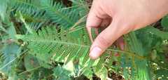 Polypodium plesiosorum
