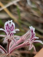 Pelargonium pilosellifolium