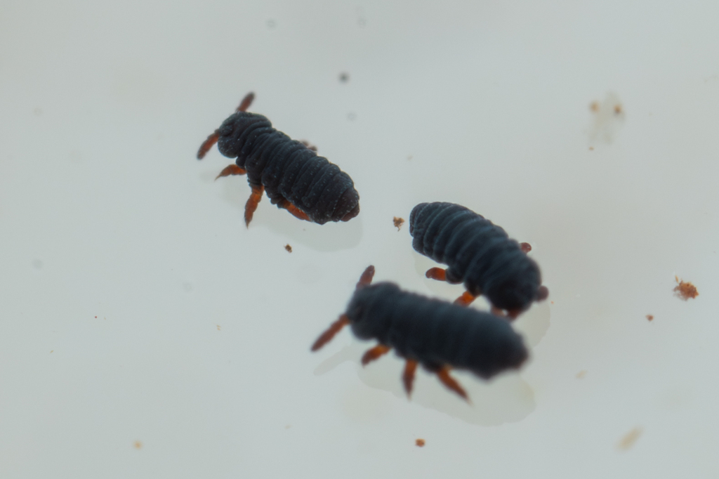 Water Springtail from Capital, British Columbia, Canada on November 8 ...