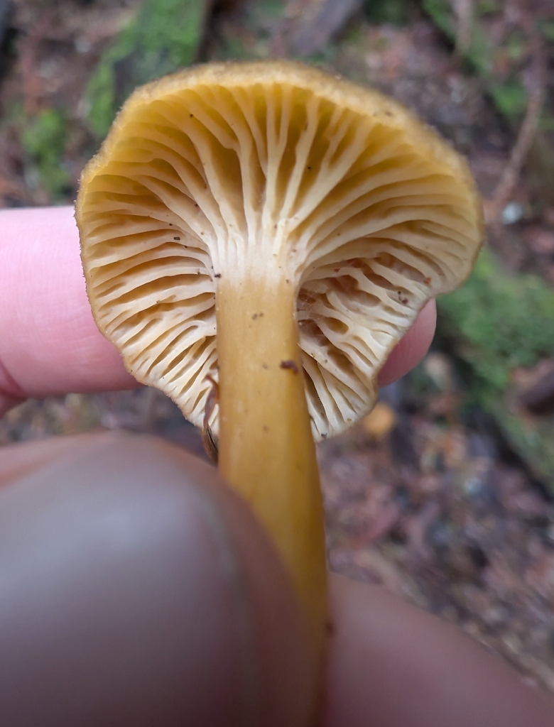 Craterellus tubaeformis · November 2025 · photo: © simonele (iNaturalist, cc-by)