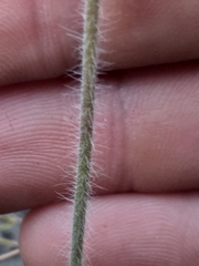 Pelargonium pilosellifolium