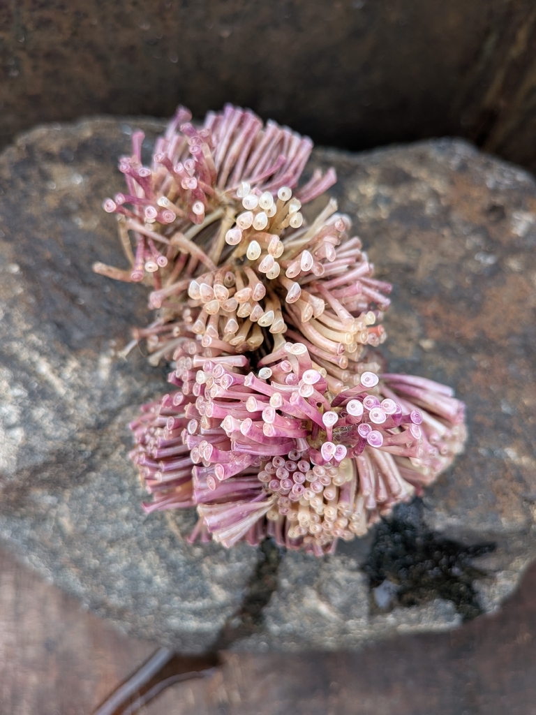 Turnip Shell from V7X3+8M3, Injambakkam, Chennai, Tamil Nadu 600119 ...