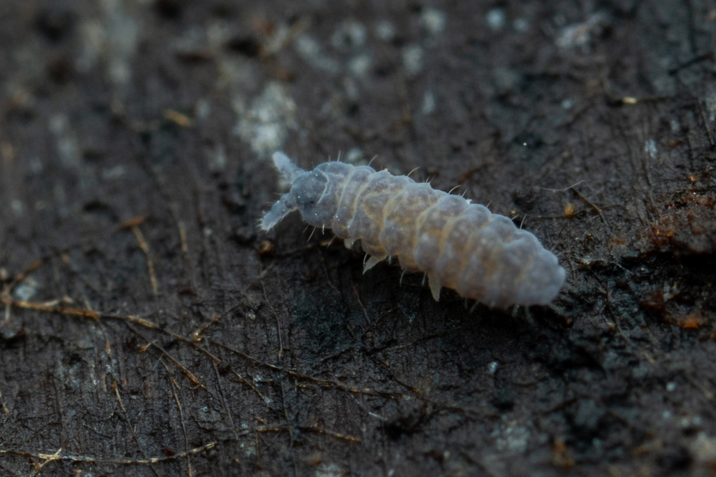 Paranura colorata