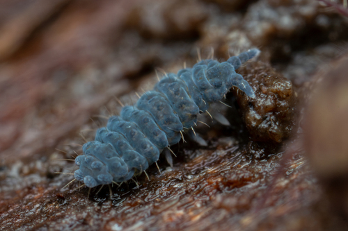 Neanura muscorum (R.Templeton, 1836)