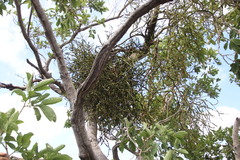 Viscum combreticola
