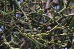 Viscum combreticola