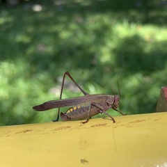 Enthephippion olivaceum